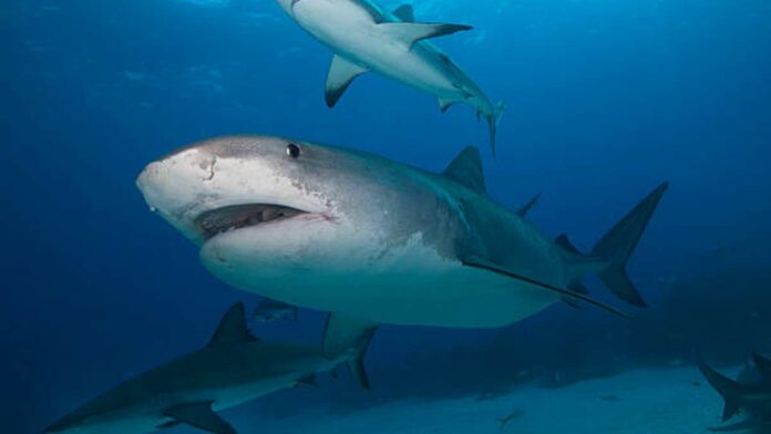 Tiburón Tiburón