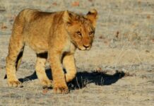 Rescatan un león cachorro en Ecatepec; deambulaba en la calle