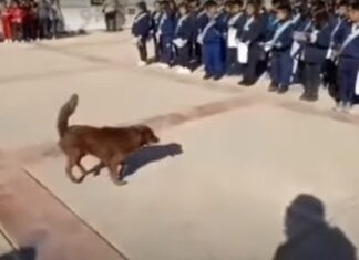 Perro recibe diploma escolar por cuidar a los niños