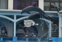 Culpan a personal del Acuario de Veracruz por muerte de animales varados