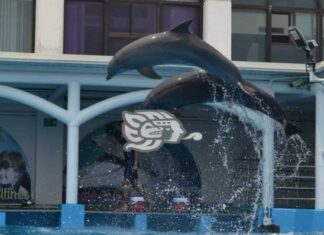 Culpan a personal del Acuario de Veracruz por muerte de animales varados
