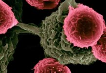 Analizan en EU vacuna para eliminar tumores cancerígenos cáncer