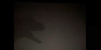 Se va la luz y empleados de cine recrean escena de ‘Jurassic World’ Jurassic cine