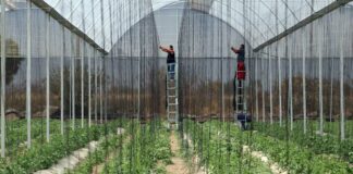 Entregan 257 créditos a empresas agroalimentarias Créditos