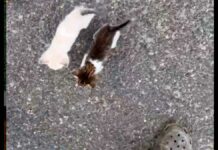 Hombre rescata gato en la calle y termina por adoptar a 13 (Video) gato