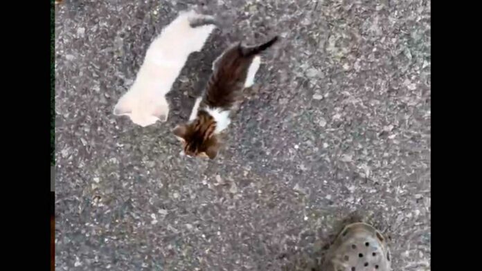 gato