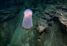 ¡Asombroso! Captan extraña medusa en océano Pacífico Medusa