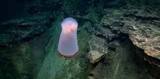 ¡Asombroso! Captan extraña medusa en océano Pacífico Medusa