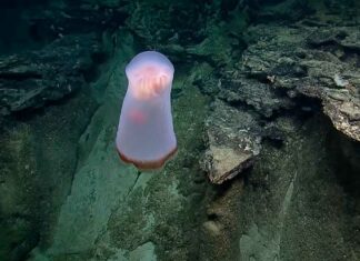 ¡Asombroso! Captan extraña medusa en océano Pacífico Medusa