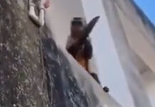 Mono armado con un cuchillo asusta a comunidad en Brasil mono
