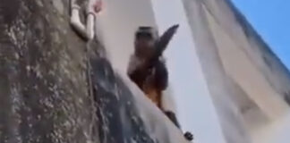 Mono armado con un cuchillo asusta a comunidad en Brasil mono