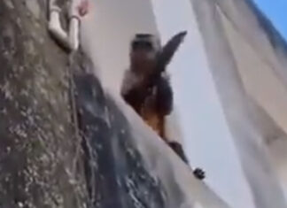 Mono armado con un cuchillo asusta a comunidad en Brasil mono