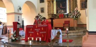 ¿Excomulgado? Perrito entra a misa para robarse un pan perrito