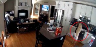 ¡OMG! Perrito quema su casa por accidente perrito