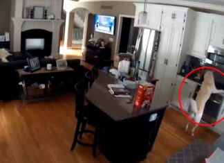 ¡OMG! Perrito quema su casa por accidente perrito