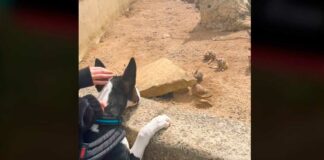 Abren zoológico para perritos en Reino Unido (Video) perritos