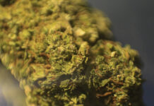 Capturan a presunto narcomenudista en operativo de Unidad Canina presunto