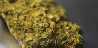 Capturan a presunto narcomenudista en operativo de Unidad Canina presunto