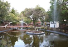 Siembra de 5 mil árboles en Puebla capital iniciará en julio Siembra