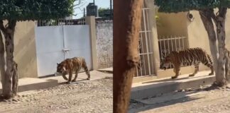Captan a un “lindo gatito” paseando por las calles de Nayarit