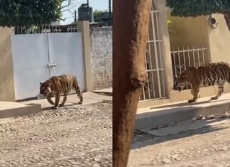 Captan a un “lindo gatito” paseando por las calles de Nayarit