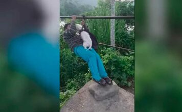 ¡Viral! Así se lanzaron este hombre y su perrito en tirolesa tirolesa