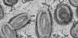 OMS reporta 780 casos de viruela de mono viruela del mono