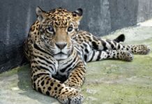 Africam Safari rescata a 10 leones y 2 jaguares Africam