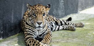 Africam Safari rescata a 10 leones y 2 jaguares Africam