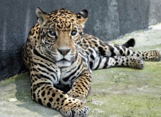 Africam Safari rescata a 10 leones y 2 jaguares Africam