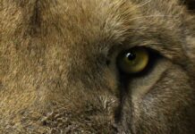 Africam Safari rescata felinos de Black Jaguar – White Tiger