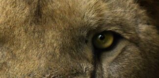 Africam Safari rescata felinos de Black Jaguar – White Tiger