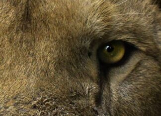 Africam Safari rescata felinos de Black Jaguar – White Tiger