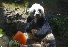 An An, el panda más anciano del mundo falleció en Hong Kong