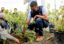 Ayuntamiento de San Andrés planta 285 árboles Ayuntamiento
