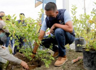 Ayuntamiento de San Andrés planta 285 árboles Ayuntamiento