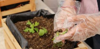 Ayuntamiento realiza talleres de agricultura urbana Ayuntamiento