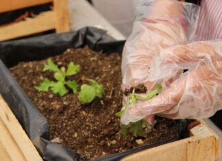 Ayuntamiento realiza talleres de agricultura urbana Ayuntamiento