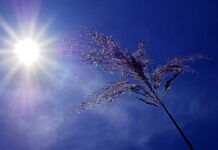 Suman 10 muertos en San Luis Potosí por ola de calor Calor