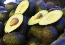 Estados Unidos autoriza ingreso de aguacate de Jalisco Estados