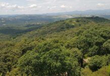 Gobierno protege otras 859 hectáreas en “Flor del Bosque” Gobierno