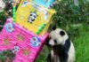 Muere Shuan Shuan, la panda más longeva de México Shuan