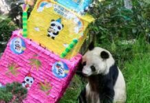 Muere Shuan Shuan, la panda más longeva de México Shuan