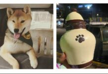 Manda a su perro a un campamento y se lo regresan en cenizas