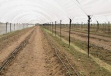 San Andrés pone en marcha Macro Túnel para la producción de Zarzamora