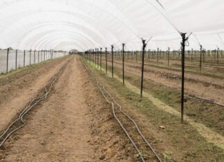 San Andrés pone en marcha Macro Túnel para la producción de Zarzamora