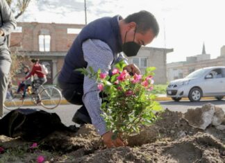 Realiza San Andrés 2a etapa de reforestación en Radial a Zapata
