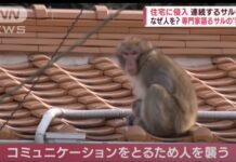 Manada de macacos ataca una ciudad en Japón; hay 42 heridos
