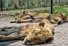 Africam Safari recibirá segundo grupo de felinos para rehabilitación africam