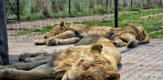Africam Safari recibirá segundo grupo de felinos para rehabilitación africam